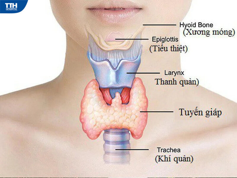 Triệu chứng của viêm tuyến giáp